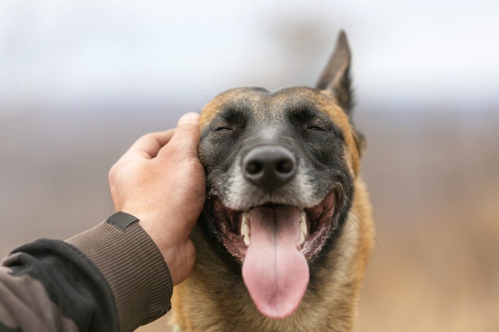 A Caucasian man's hand stroking a Belgian Malinois dog. Close up dog portrait.